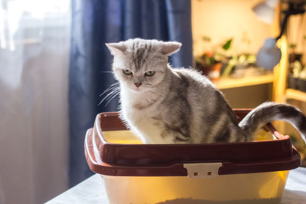 Chat qui s'efforce de déféquer dans sa litière