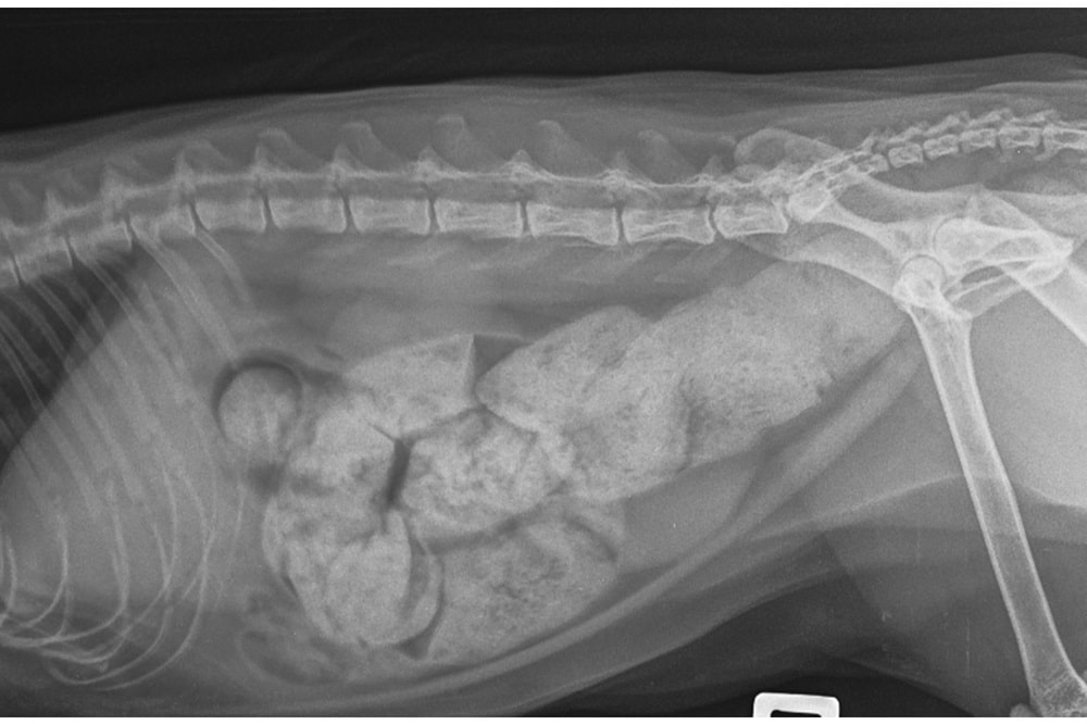 Une image radiographique illustrant la constipation du chat, un problème médical affectant la santé digestive des félins.