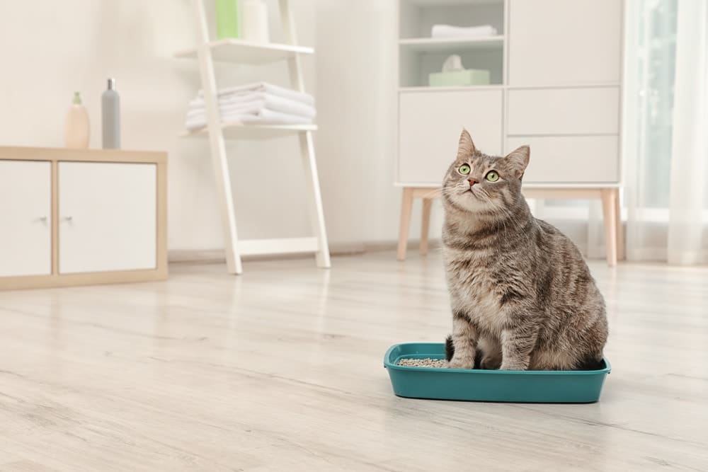 chat regardant vers le haut et assis dans la litière