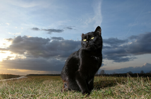 chat noir mâle