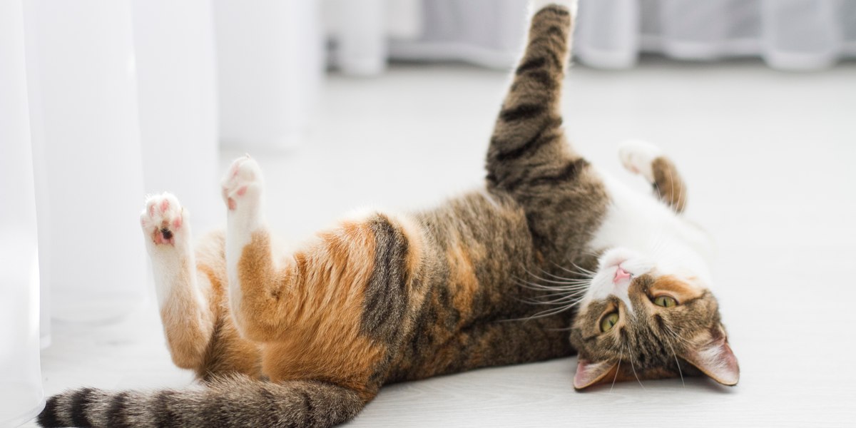 Image d'un chat regardant joyeusement derrière un rideau.