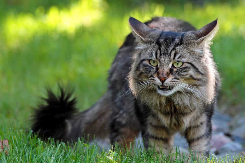 les chats ont-ils un sens du goût ? réponse flehmen