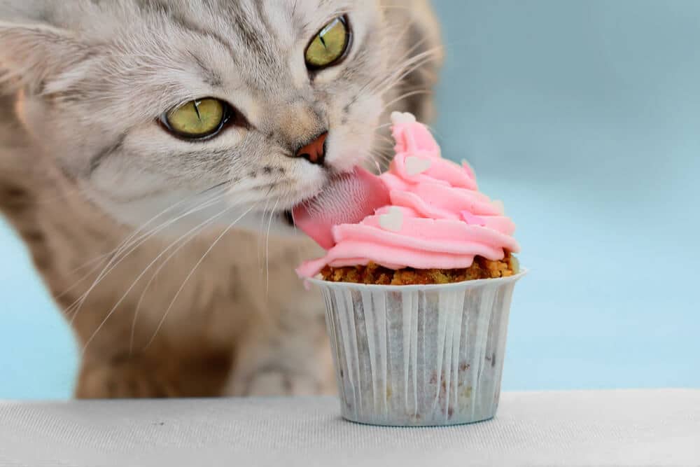 Chat tigré léchant le glaçage rose sur un cupcake