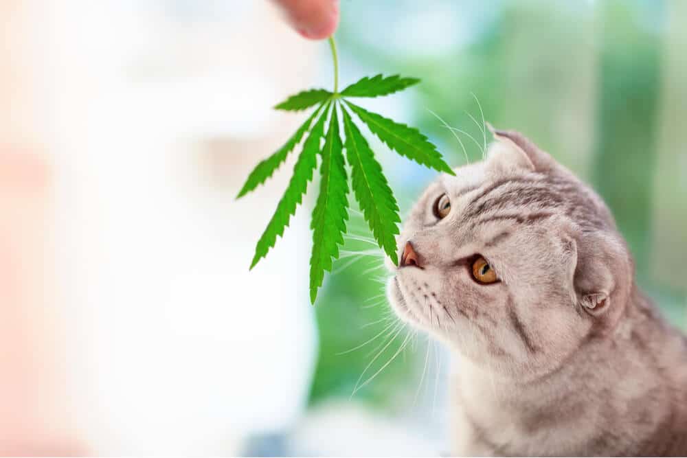 Huile de CBD pour chat chat reniflant une feuille de cannabis