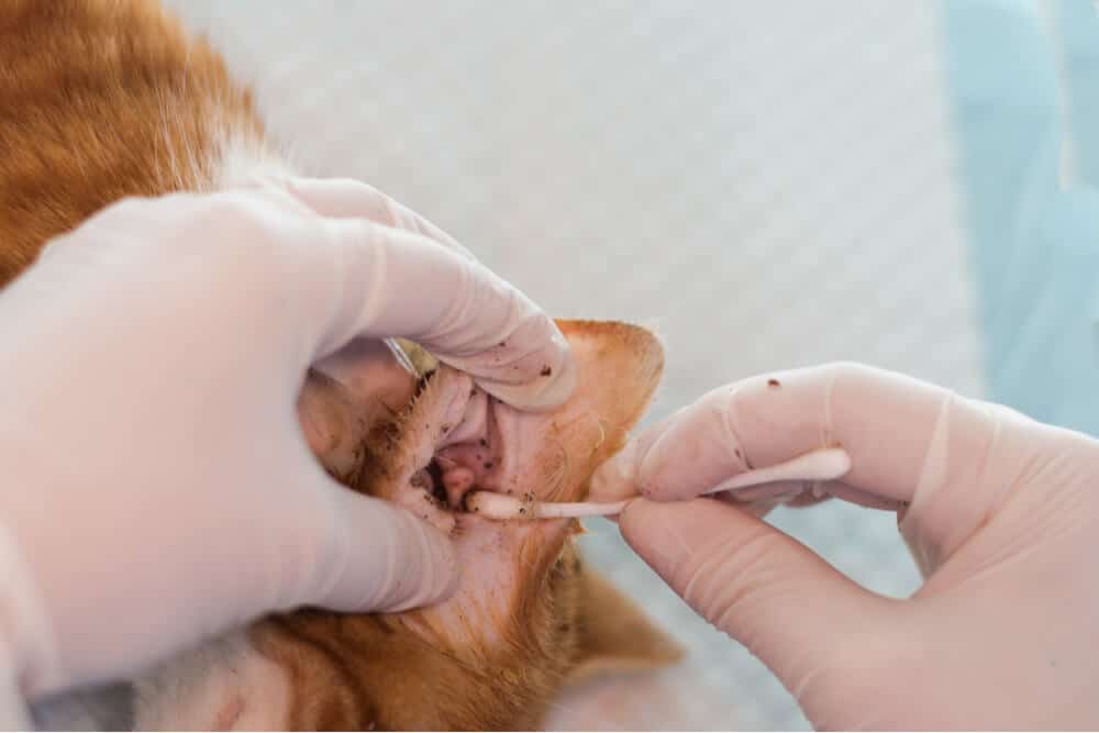 gros plan d'une oreille infectée par un acarien