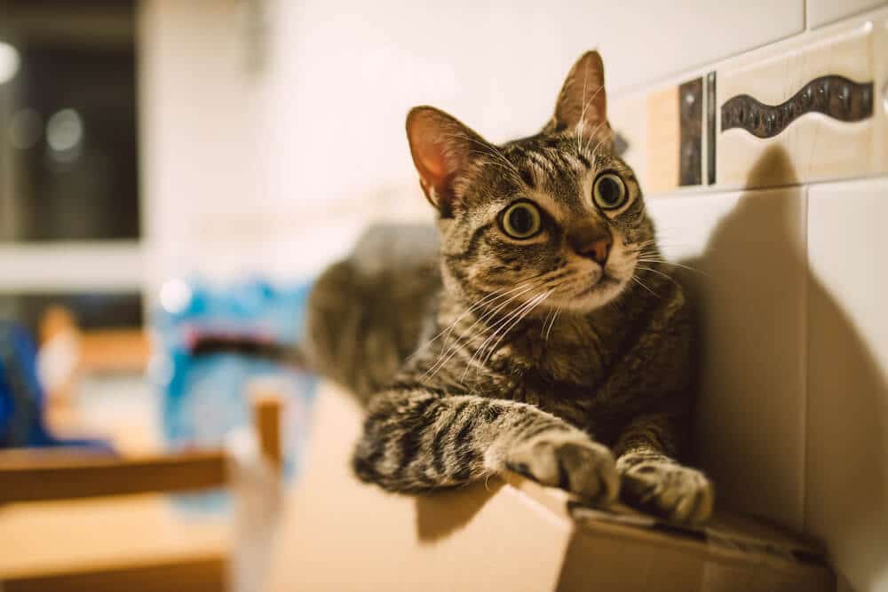 hyperesthésie féline chat avec pupilles dilatées