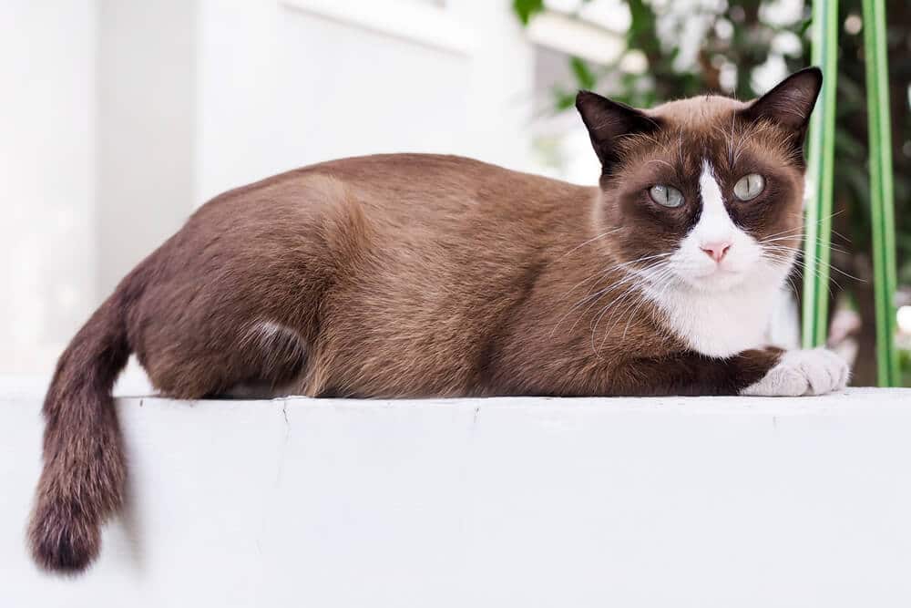 Chat brun et blanc assis sur une plate-forme blanche