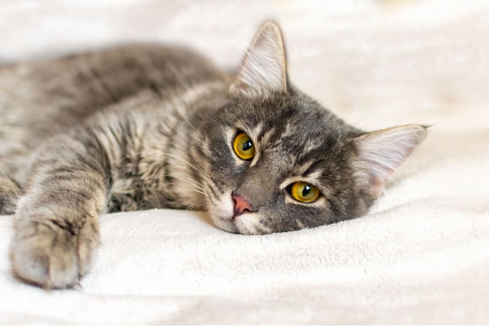 Chat couché sur fond blanc Leucémie féline