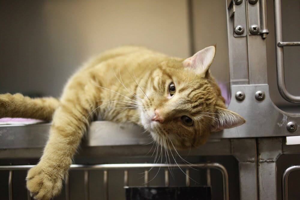 Chat orange se prélassant dans la cage du vétérinaire pancréatite chez le chat