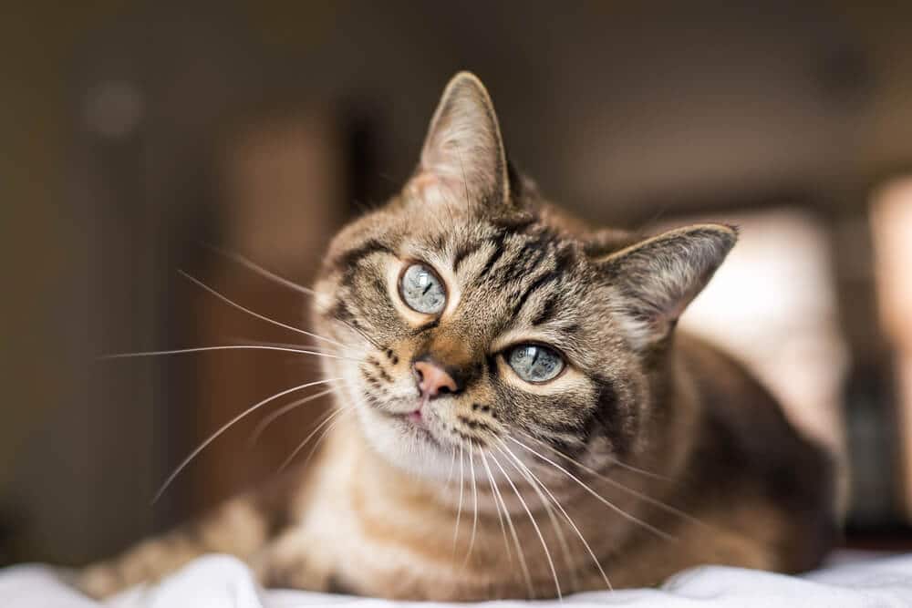 Image représentant un chat lors d'une crise, montrant des signes de détresse neurologique et des mouvements incontrôlés.