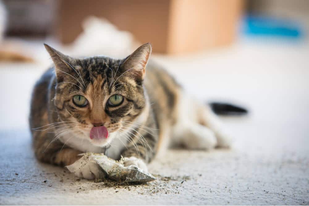 Chat calico jouant avec de l'herbe à chat