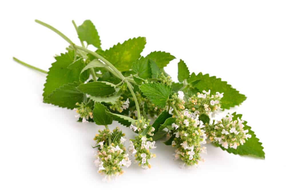 Bouquet de feuilles, de tiges et de fleurs d'herbe à chat