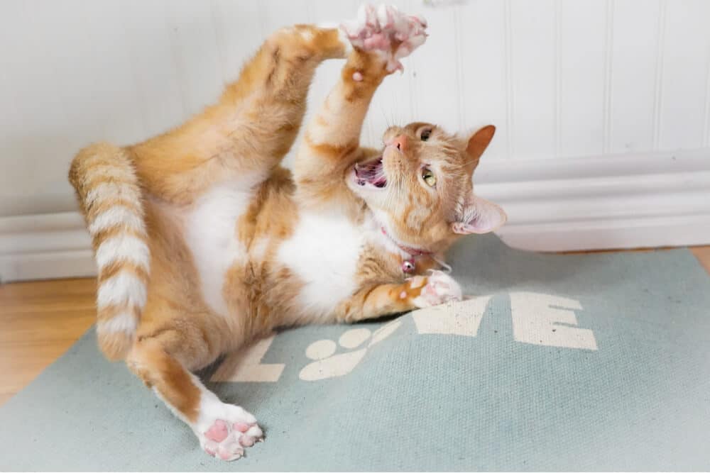 Chat sur herbe à chat roulant sur le sol avec la bouche ouverte