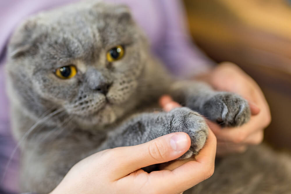 Chat Scottish Fold gris avec pattes au premier plan