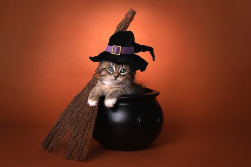 Noms de chats d'Halloween pour chatons