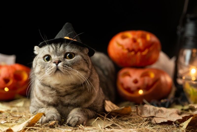 Chat d'Halloween