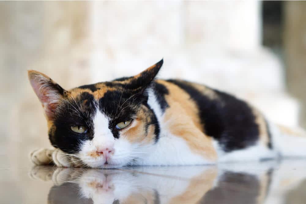 Chat léthargique couché sur le sol, SIDA félin