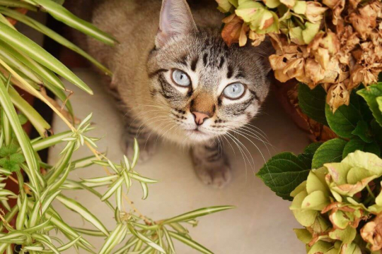 10 plantes toxiques dont les chats doivent se méfier
