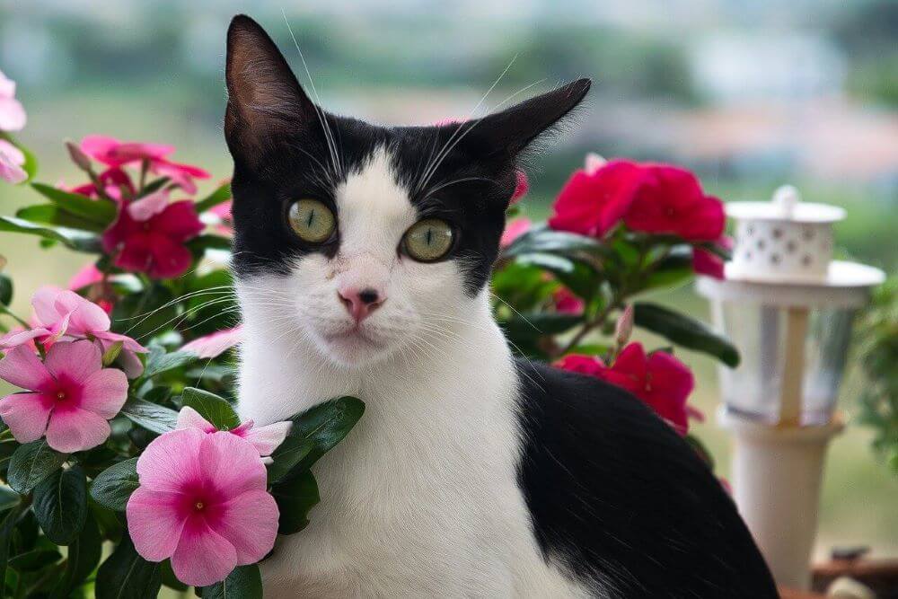 Chat Tuxedo noir et blanc entouré de fleurs roses et rouges