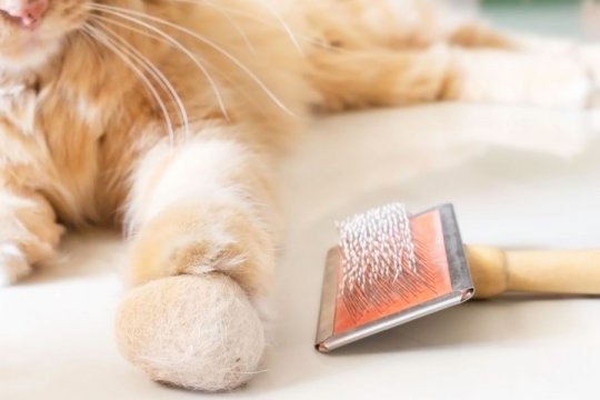 Boules de poils chez le chat : causes, symptômes et traitement