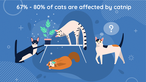 illustration de la façon dont les chats sont affectés par l'herbe à chat