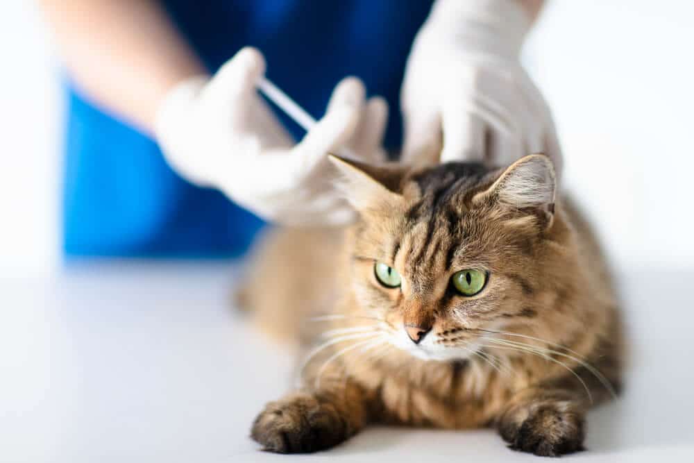 Injection de Cerenia pour chats