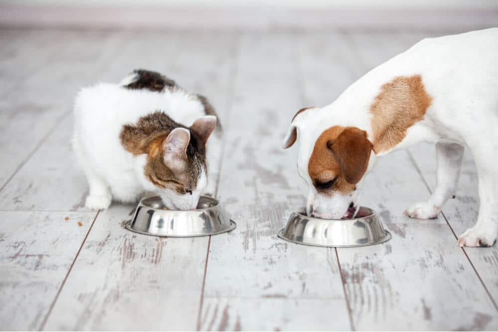 Image d'un chat et d'un chien mangeant paisiblement côte à côte dans un bol de nourriture différent, capturant un moment harmonieux de coexistence entre ces animaux de compagnie