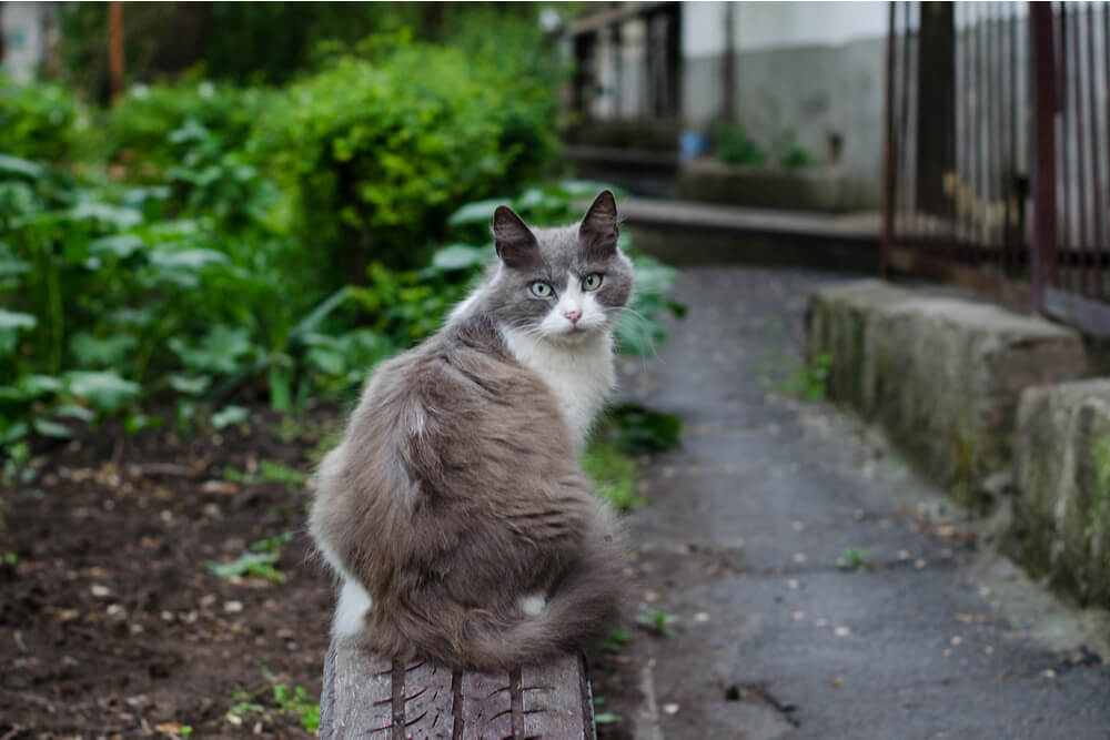 Dossier sur la rage chez les chats