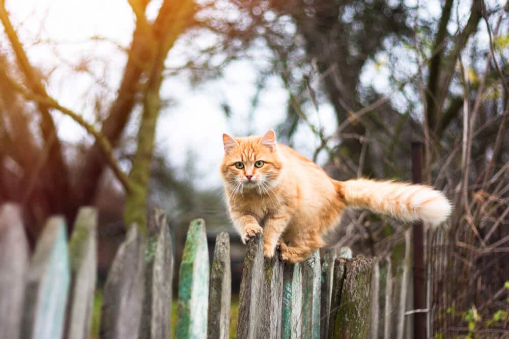 Vaccination contre la rage des chats d'extérieur