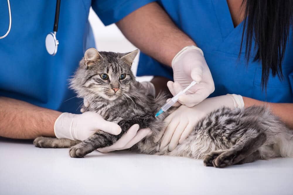 Vaccination contre la rage du chat