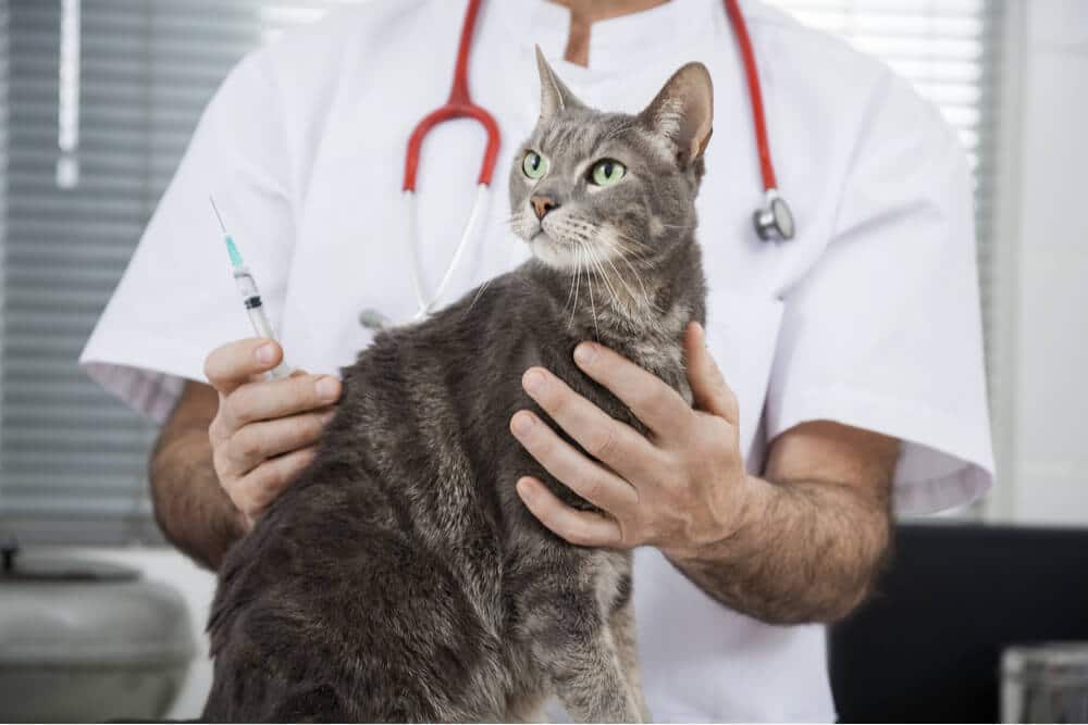 Calendrier de vaccination des chats