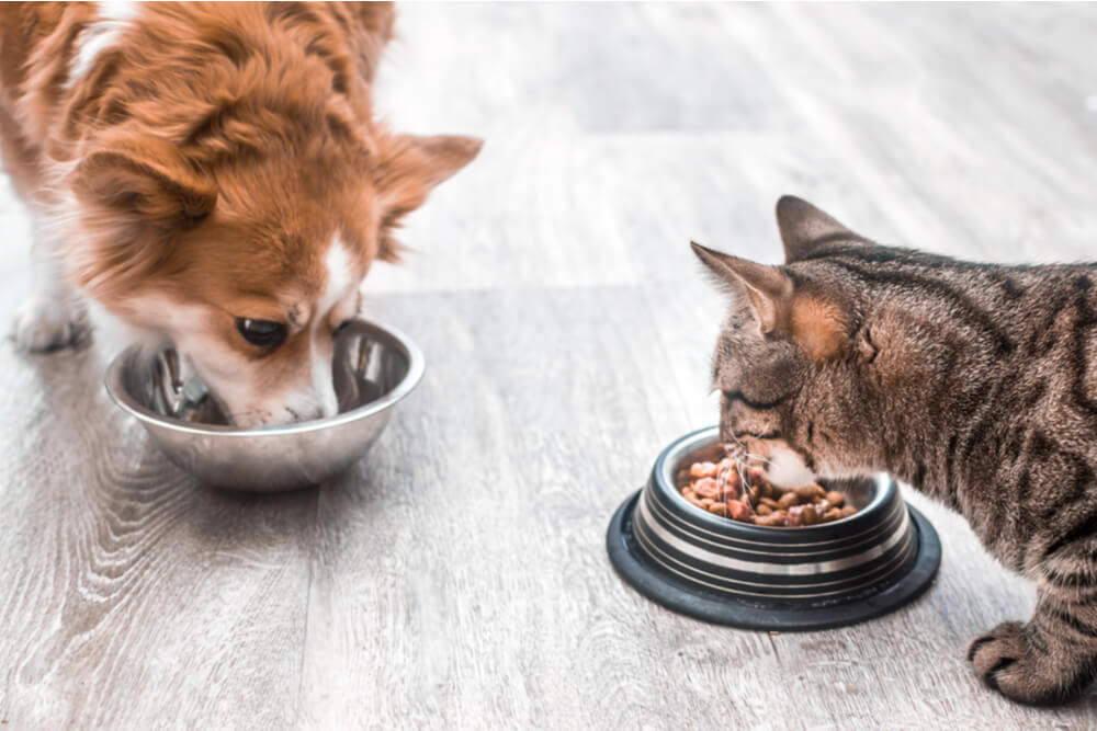 Image capturant une scène réconfortante d'un chat et d'un chien mangeant ensemble