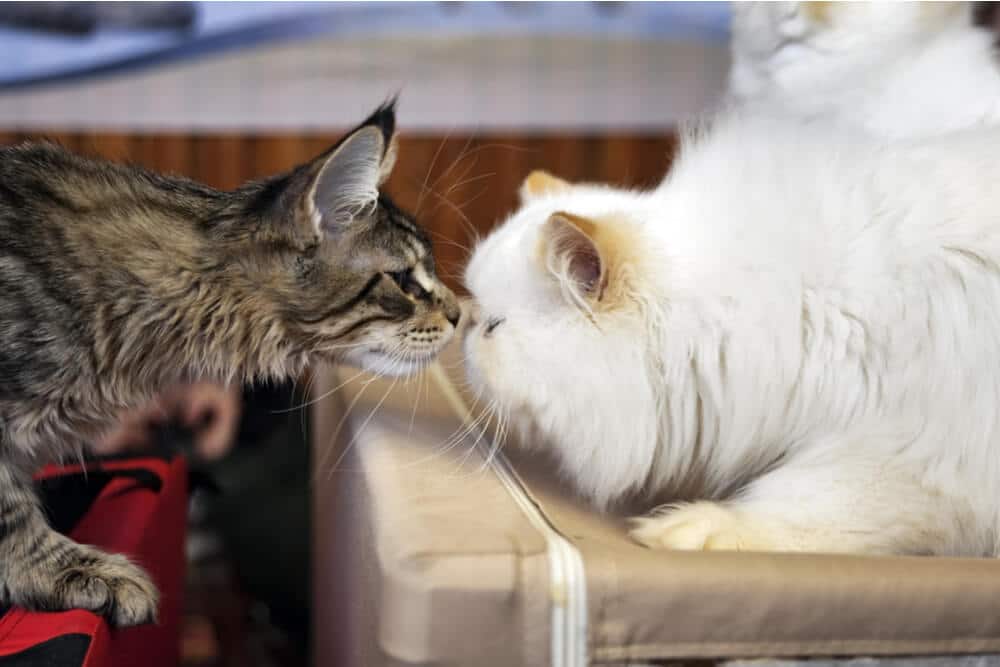 Présentation des chats qui se reniflent