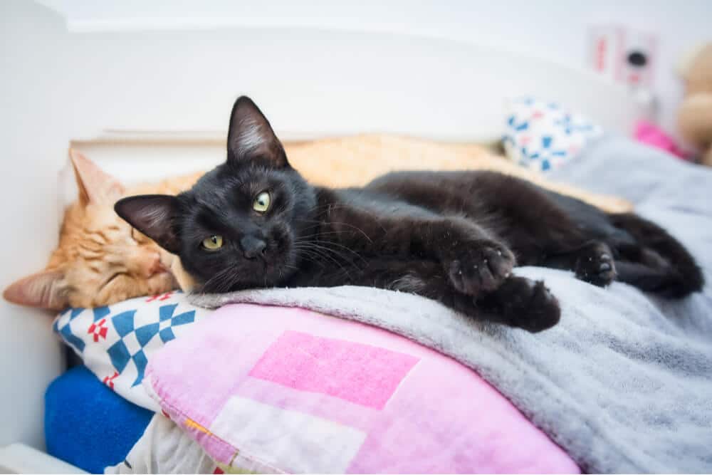 comment aider les chats à s'entendre deux chats couchés sur un lit