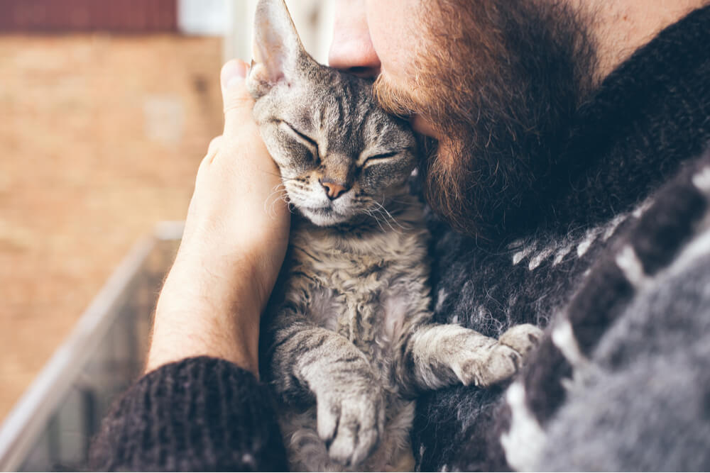 Gros plan d'un homme barbu portant un pull islandais qui tient et embrasse son mignon chat Devon Rex ronronnant.