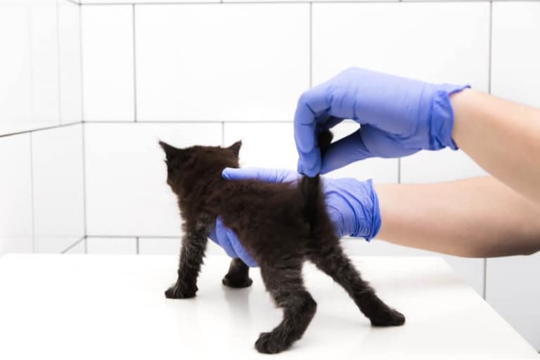 Sexage des chatons comment déterminer le sexe de votre chaton ?