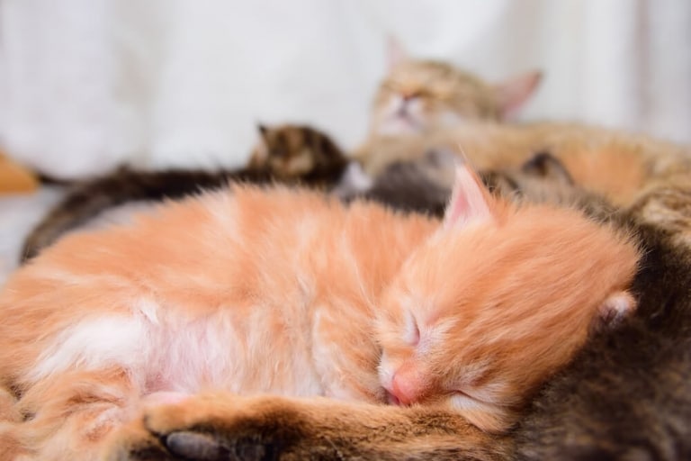 Sexage des chatons comment déterminer le sexe de votre chaton ?