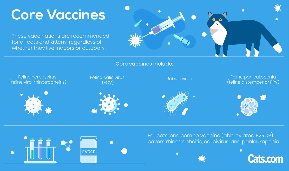 De quels vaccins les chats ont-ils besoin ?