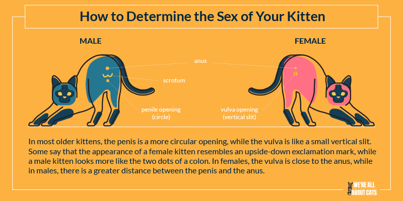 Illustration de la détermination du sexe des chatons