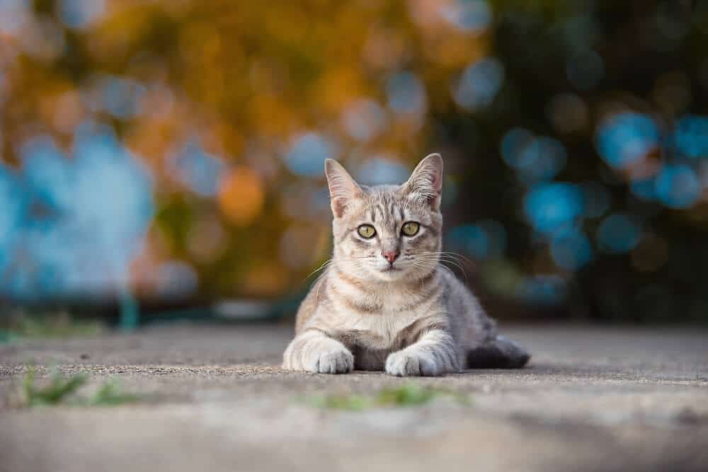 Chat d'extérieur assis sur le trottoir