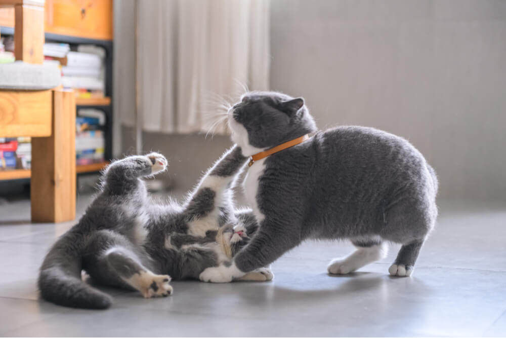 Une image représentant un chat heureux se prélassant paisiblement près d'une fenêtre baignée de soleil. La posture détendue et l'expression sereine du chat transmettent un sentiment de confort et de tranquillité tandis qu'il profite de la chaleur et de la vue depuis la fenêtre.