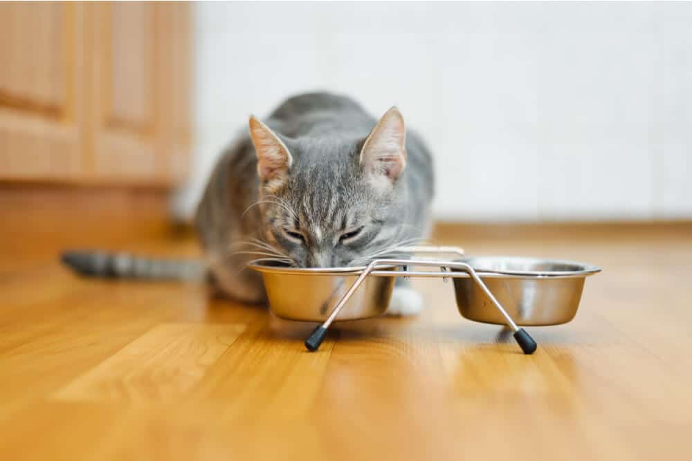 exemple de fatigue des moustaches chez un chat mangeant dans un bol