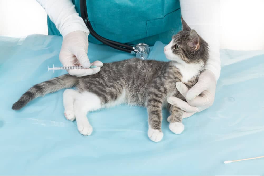 Chaton vacciné