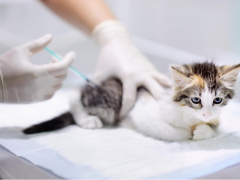 Kitten Receiving Vaccination Cat Vaccination Feature