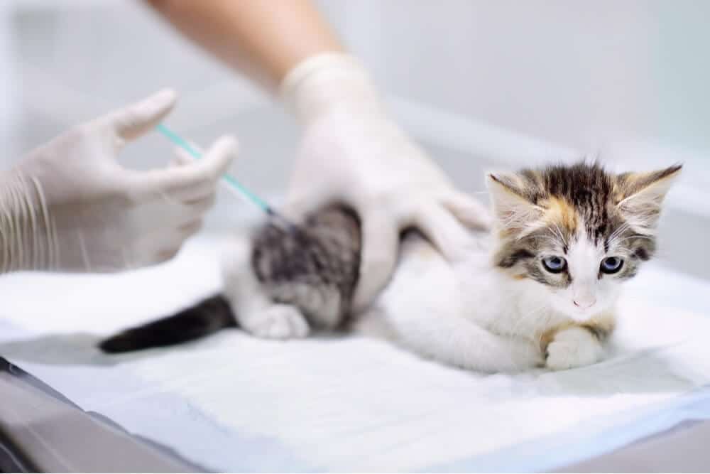 Chaton recevant un vaccin Vaccination pour chats