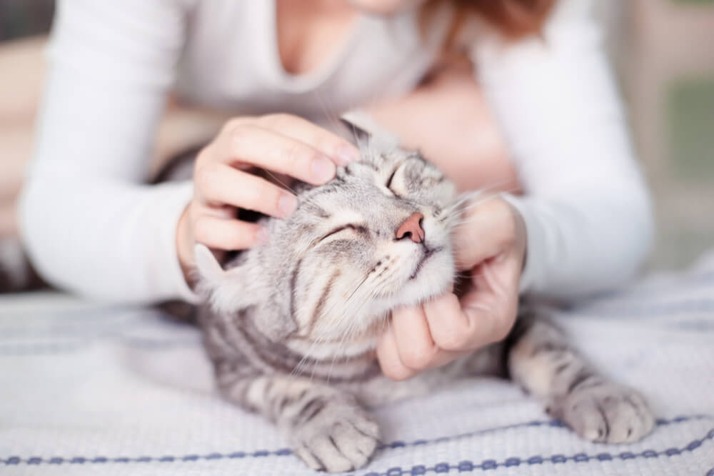 Personne massant la tête d'un chat