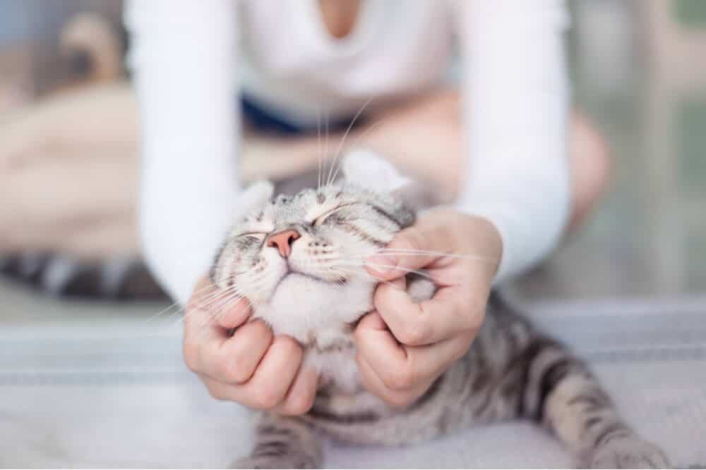 Image représentant un propriétaire attentionné s'occupant d'un chat malade, offrant réconfort et soutien pendant le processus de récupération.