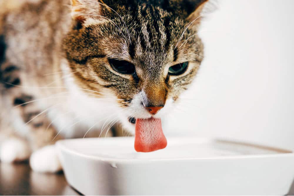 Image d'un chat buvant de l'eau dans un bol.