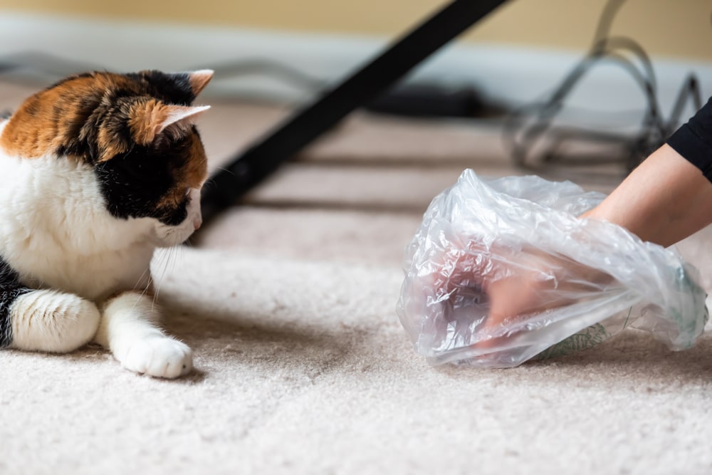 Chat vomissant une boule de poils