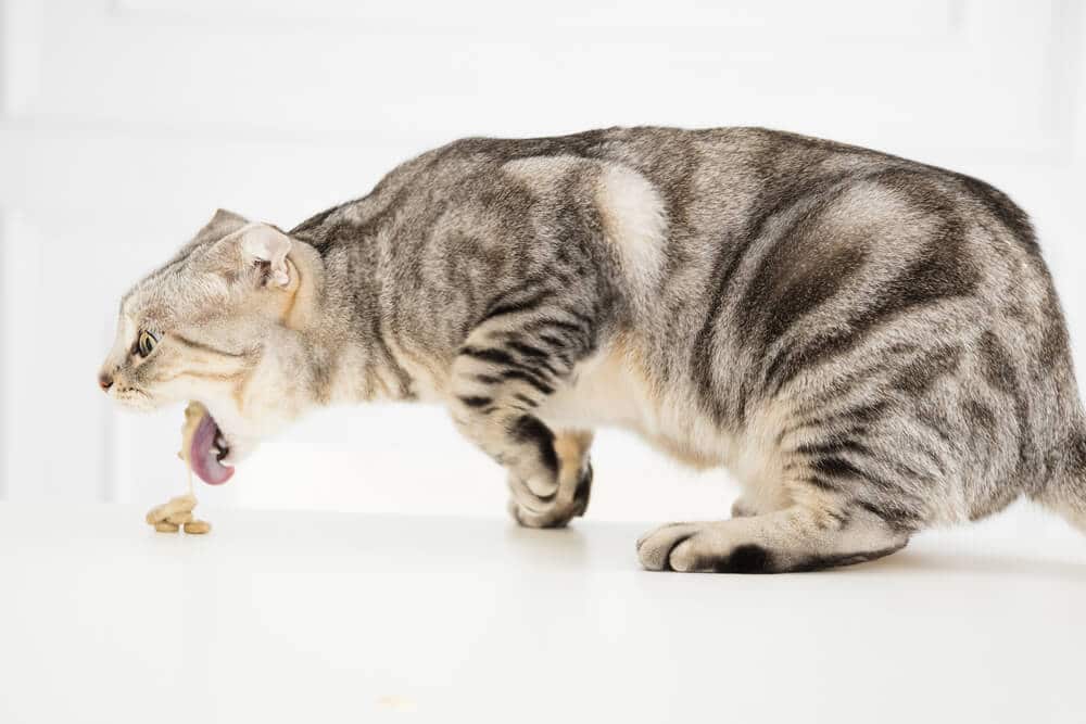 Image de chat vomissant ou régurgitant